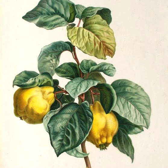 Pleasant Bay Quince Pâté